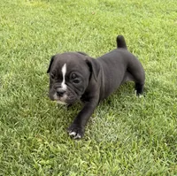 Pink-Available , a female English Bulldog and Olde English Bulldogge for sale in West Richland, WA – 4 of 4