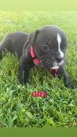 Pink-Available , a female English Bulldog and Olde English Bulldogge for sale in West Richland, WA – 3 of 6
