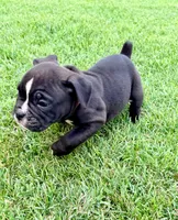 Pink-Available , a female English Bulldog and Olde English Bulldogge for sale in West Richland, WA – 6 of 6