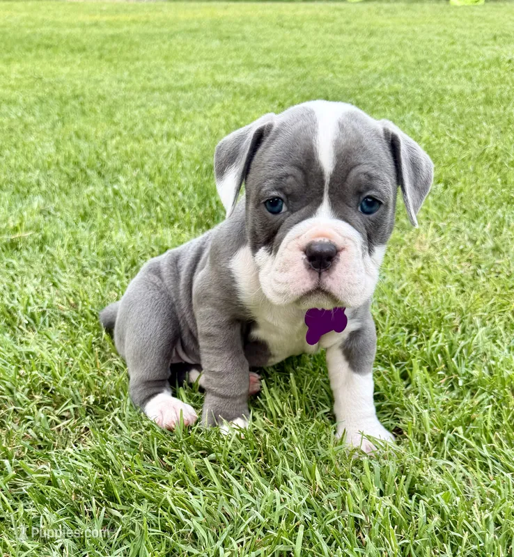 Skye-claimed – English Bulldog, Olde English Bulldogge puppy for sale in West Richland, WA