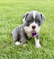 Skye-claimed, a female English Bulldog and Olde English Bulldogge for sale in West Richland, WA – 1 of 1