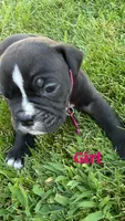 Pink-Available , a female English Bulldog and Olde English Bulldogge for sale in West Richland, WA – 2 of 6