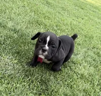 Pink-Available , a female English Bulldog and Olde English Bulldogge for sale in West Richland, WA – 3 of 4