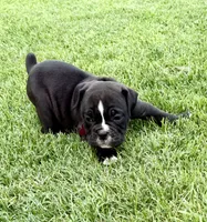 Pink-Available , a female English Bulldog and Olde English Bulldogge for sale in West Richland, WA – 5 of 6