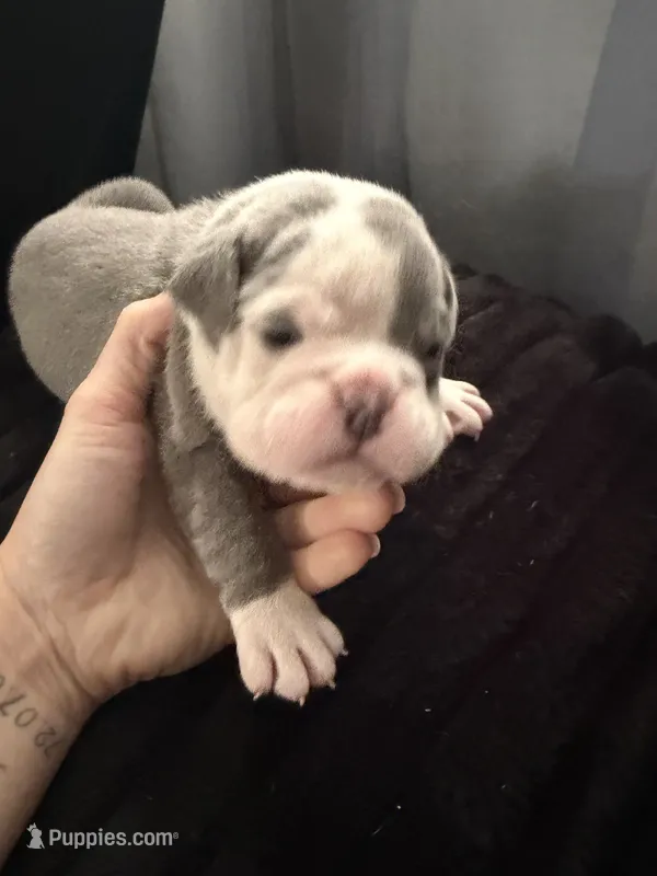 Blue- claimed  – English Bulldog, Olde English Bulldogge puppy for sale in West Richland, WA