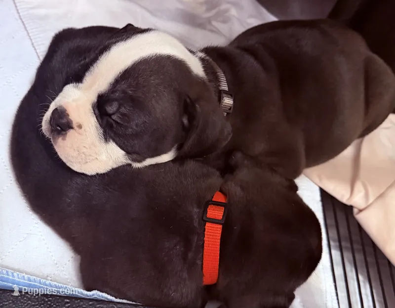 Tone-claimed  – English Bulldog, Olde English Bulldogge puppy for sale in West Richland, WA