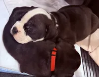 Tone-claimed , a male English Bulldog and Olde English Bulldogge for sale in West Richland, WA – 1 of 3