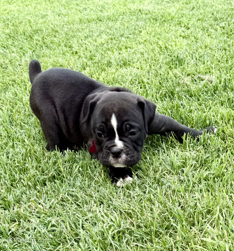 Pink-Available  – English Bulldog, Olde English Bulldogge puppy for sale in West Richland, WA