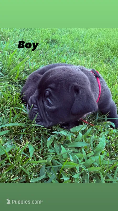 Pink-Available  – English Bulldog, Olde English Bulldogge puppy for sale in West Richland, WA