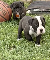 Tone-claimed , a male English Bulldog and Olde English Bulldogge for sale in West Richland, WA – 2 of 3