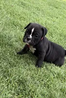 Pink-Available , a female English Bulldog and Olde English Bulldogge for sale in West Richland, WA – 2 of 4