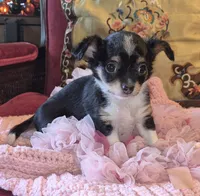 Pepper, a female Chihuahua for sale in Loxley, AL – 1 of 4