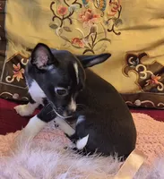 Pepper, a female Chihuahua for sale in Loxley, AL – 2 of 3