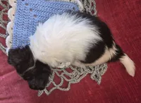 Oreo, a male Chihuahua for sale in Loxley, AL – 3 of 5