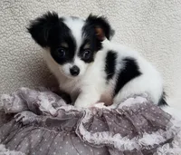 Candi, a female Chihuahua for sale in Loxley, AL – Photo 2 of 3