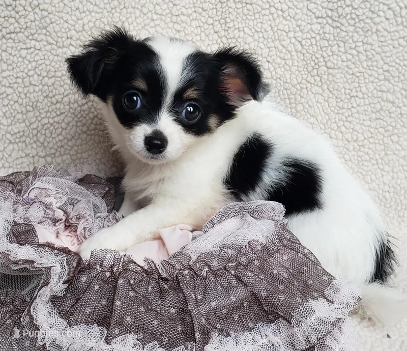 Candi, a female Chihuahua for sale in Loxley, AL – Photo 1 of 3