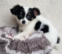 Candi, a female Chihuahua for sale in Loxley, AL – Photo 1 of 3