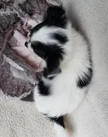 Candi, a female Chihuahua for sale in Loxley, AL – Photo 3 of 3