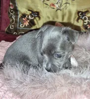 LadyBlue, a female Chihuahua for sale in Loxley, AL – 4 of 6