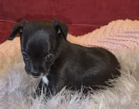 Little Bit, a female Chihuahua for sale in Loxley, AL – 2 of 5