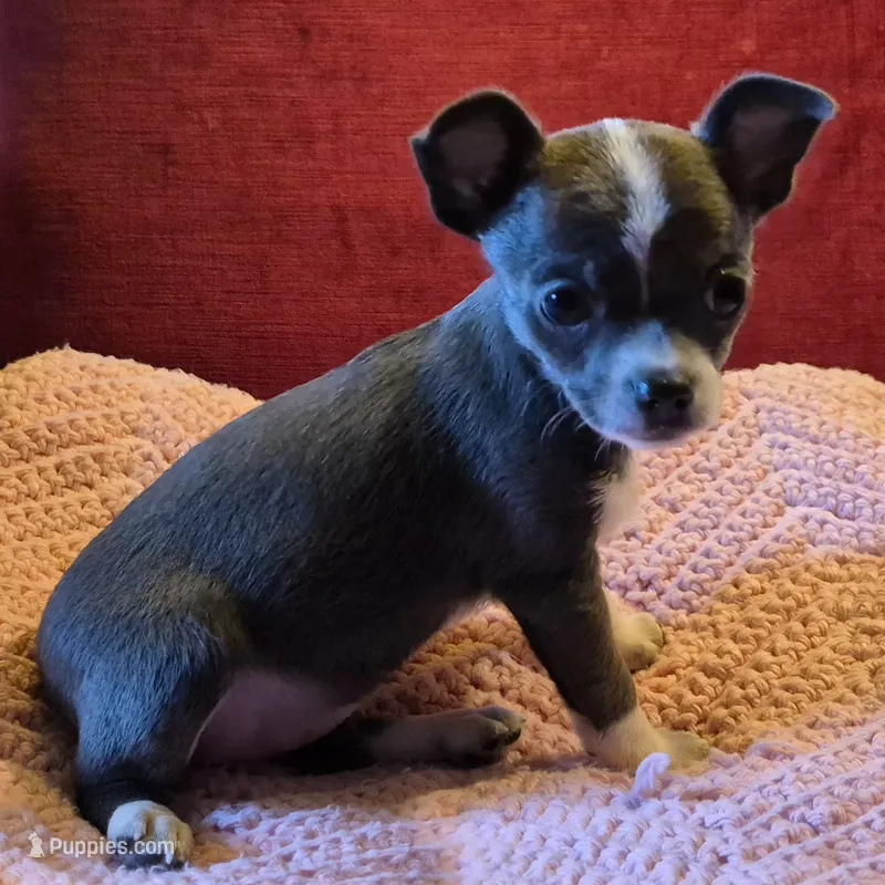 Bella Blue – Chihuahua puppy for sale in Loxley, AL