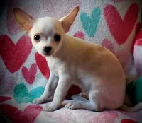 Cotton, a male Chihuahua for sale in Loxley, AL – Photo 1 of 3