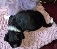 Gigi, a female Chihuahua for sale in Loxley, AL – 3 of 3