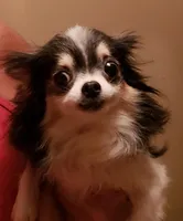 Jasmine, a female Chihuahua for sale in Loxley, AL – Photo 5 of 5