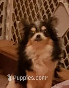 Jasmine, a female Chihuahua for sale in Loxley, AL – Photo 1 of 5