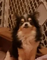 Jasmine, a female Chihuahua for sale in Loxley, AL – Photo 1 of 5