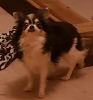 Jasmine, a female Chihuahua for sale in Loxley, AL – Photo 4 of 5