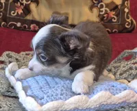 Gus, a male Chihuahua for sale in Loxley, AL – 4 of 4