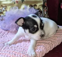 Bella, a female Chihuahua for sale in Loxley, AL – 2 of 5
