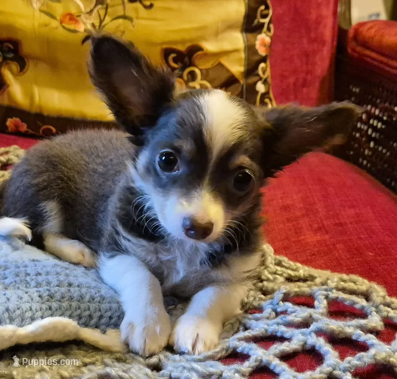 Gus – Chihuahua puppy for sale in Loxley, AL
