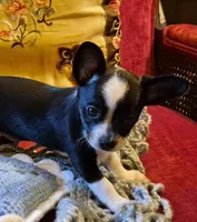 Max, a male Chihuahua for sale in Loxley, AL – 3 of 3