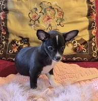 Pepper, a female Chihuahua for sale in Loxley, AL – 1 of 3