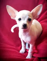 Sugar, a male Chihuahua for sale in Loxley, AL – Photo 1 of 2