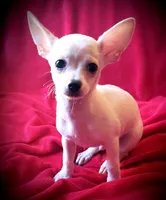 Sugar, a male Chihuahua for sale in Loxley, AL – Photo 2 of 2