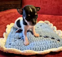 Sparky, a male Chihuahua for sale in Loxley, AL – 2 of 4