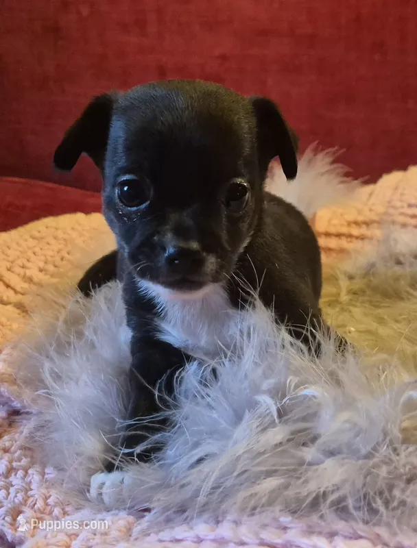 Little Bit – Chihuahua puppy for sale in Loxley, AL