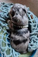 Mercury, a male Chihuahua for sale in Loxley, AL – Photo 3 of 4