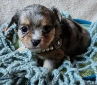 Mercury, a male Chihuahua for sale in Loxley, AL – Photo 2 of 4