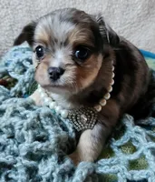 Mercury, a male Chihuahua for sale in Loxley, AL – Photo 1 of 4