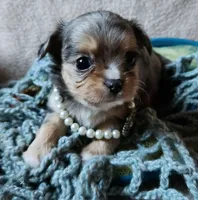 Mercury, a male Chihuahua for sale in Loxley, AL – Photo 4 of 4