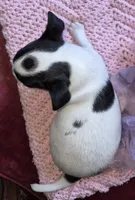Bella, a female Chihuahua for sale in Loxley, AL – 5 of 5