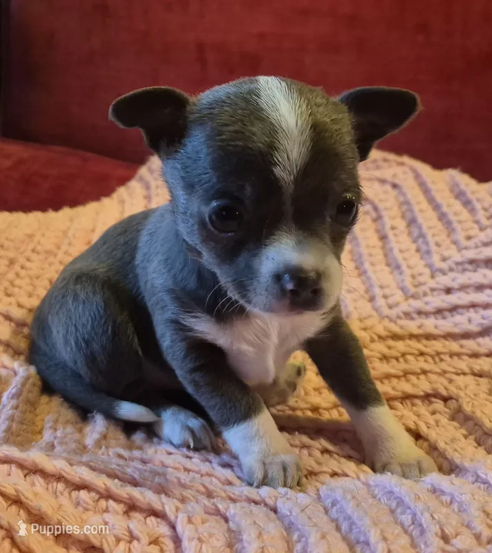 Bella Blue – Chihuahua puppy for sale in Loxley, AL