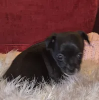 Little Bit, a female Chihuahua for sale in Loxley, AL – 5 of 5