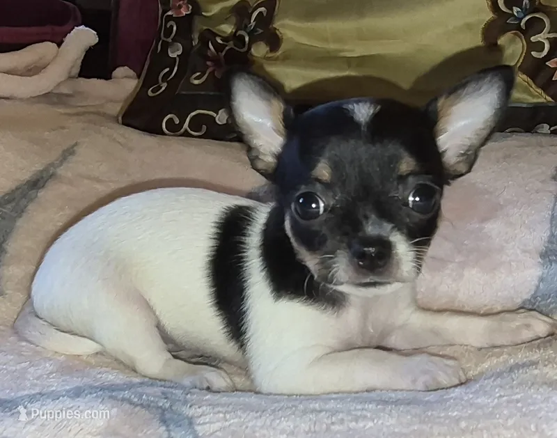Sweetie – Chihuahua puppy for sale in Loxley, AL