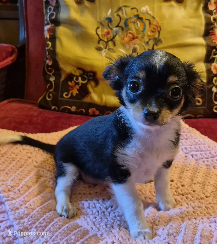 Pepper – Chihuahua puppy for sale in Loxley, AL