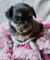 Blue, a female Chihuahua for sale in Loxley, AL – Photo 3 of 3